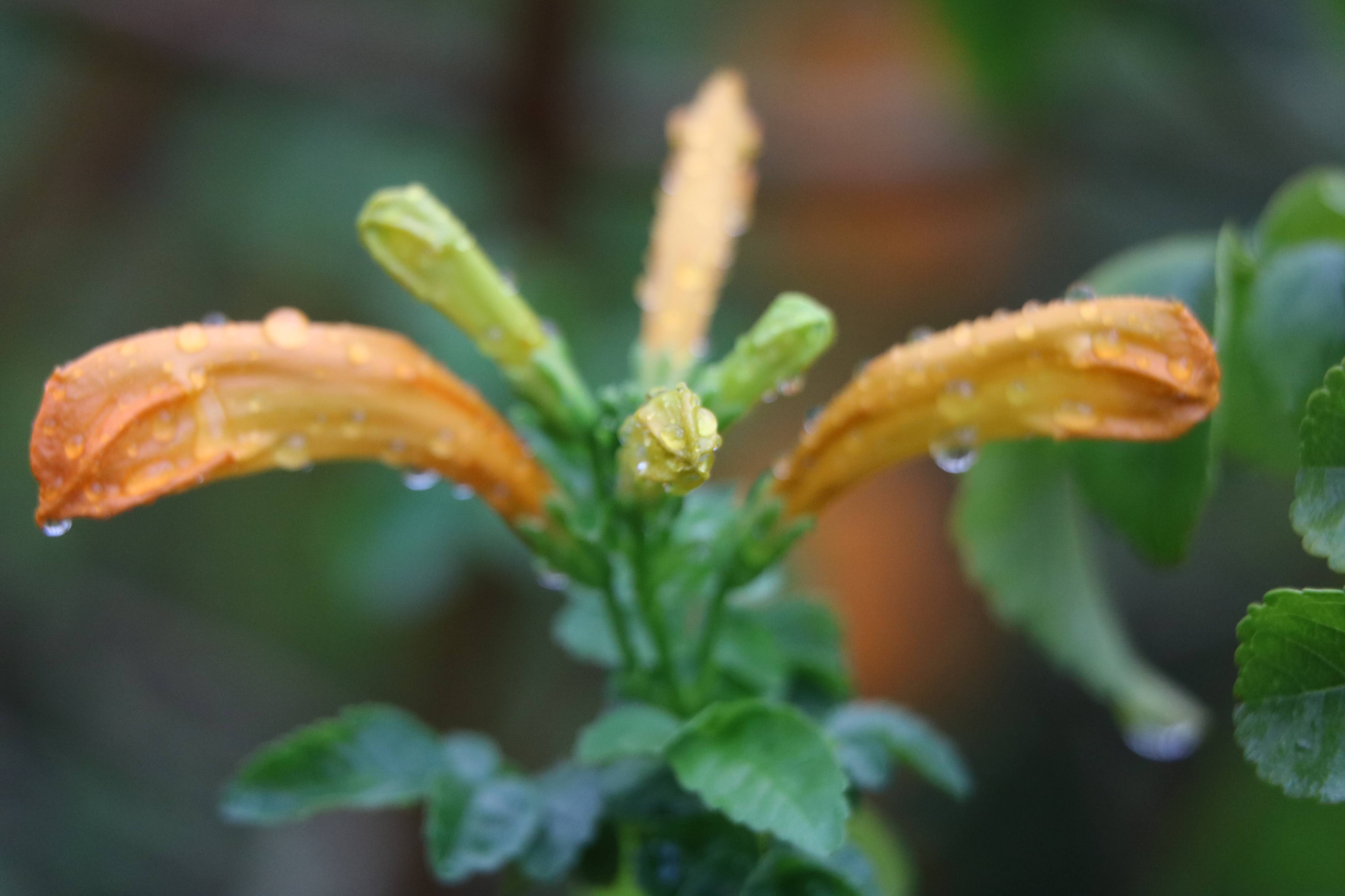 tecomaria